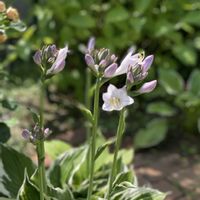 フェリシア,バレンシア,桃香,マダムミユキ,ホスタの画像