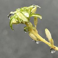 イカリソウ,イカリソウ,オリズルラン,オリズルラン,パンダスミレの画像