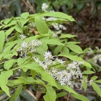 アオダモの画像