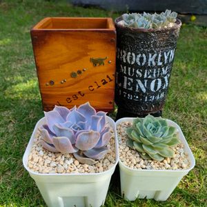 エケベリア,白牡丹,リラシナ,オウンスロー,多肉植物の画像