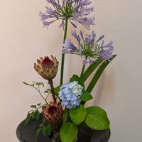 アガパンサス,アジサイ,キングサリ,プロテア,ソケイの画像