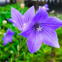 日本庭園,庭園,東京,青空,花のある暮らしの画像
