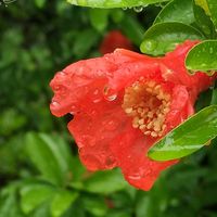 ザクロ,日本庭園,姫路城,今日のお花,好古園の画像