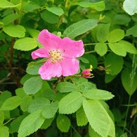 オオタカネバラ,オオタカネバラ,ハマナス,マルバシモツケ,落葉低木の画像