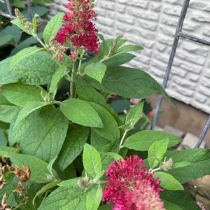 ブッドレア,夏の庭,ガーデニング,フロントガーデンの画像