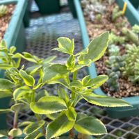 サルメントーサの画像