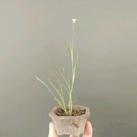 ニワゼキショウ,盆栽,戦争反対,ちっちゃいものクラブ,チーム愛知の画像