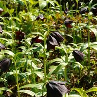 クロユリ,クロユリ,山野草,白馬五竜高山植物園,花ある日々の画像