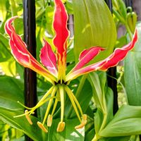 グロリオサ,球根植物,癒し,繋がりに感謝,ほっこり笑顔にの画像