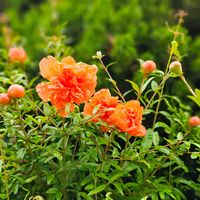 ザクロ,近所の公園,植栽,今日のお花,平和を願うの画像