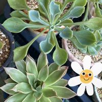 マサイの矢尻,多肉植物,埼玉タニラー,モフモフ大好き,GS5年生の画像