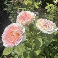 ラディッシュ,エリーゼ,トロイメライ,アンヌ,シャーウッドの画像