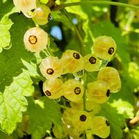 フサスグリ,庭の画像