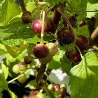 カシス,庭の画像