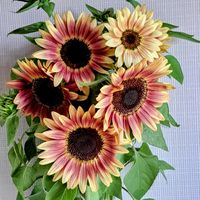 ヒマワリ,ひまわり プロカットプラム,種蒔きからA,フィボナッチ数列,自分らしくねの画像