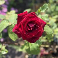 セキチク,セキチク,バラ,バラ,薔薇の画像