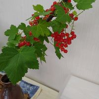 フサスグリの画像