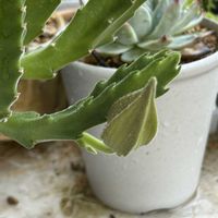 ルコウソウ,紫陽花,子吹きシンメトリカ,ガガイモ,エルダーフラワーの画像