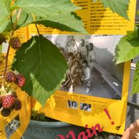 ブラックベリー,ハチさん,映画の日,パンフちゃん,黄色と黒の画像