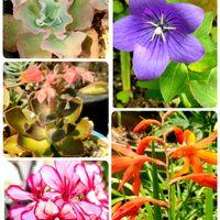 アイビーゼラニウム,ヒメヒオウギズイセン,高砂の翁,メラコ,桔梗(ききよう)の画像