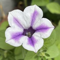 ペチュニア,ペチュニア,ペチュニア,ペピーノ,ガーデニングの画像