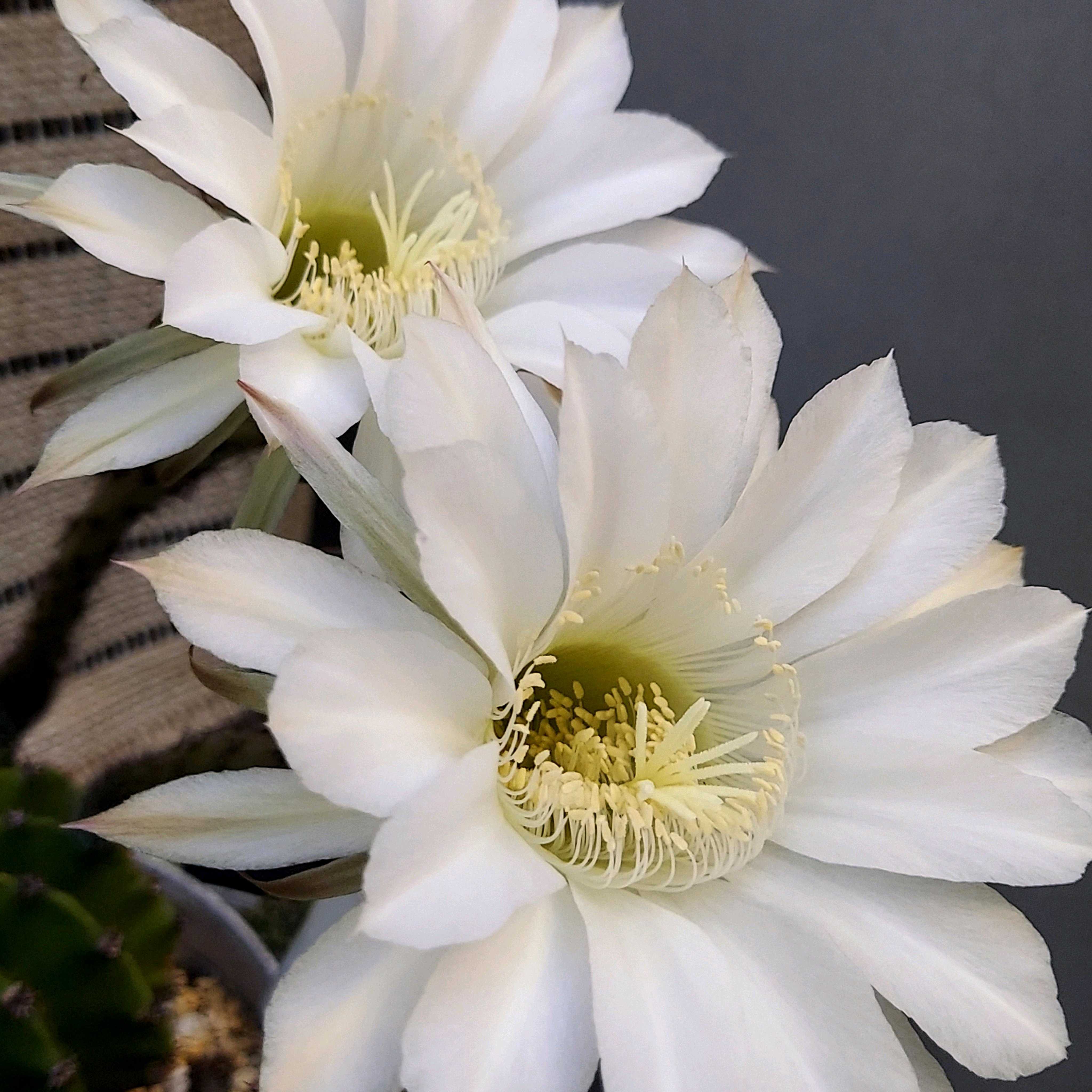 エキノプシス・オキシゴナ(旺盛丸)の一覧｜🍀GreenSnap（グリーン