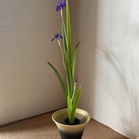 カキツバタ,半夏生,生け花,猛暑日,池坊の画像