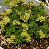 ペチュニア,ライム,三ツ星品質モニターの画像