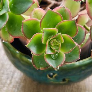 アエオニウム 属,多肉植物,アエオニウム,鉢カバー,自作の器の画像