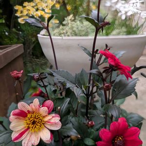 クレマチス,クレマチス,クレマチス,クレマチス,クレマチス モンタナの画像