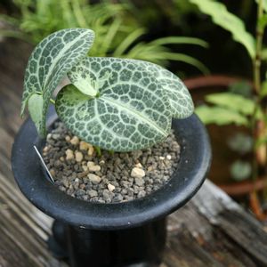カンアオイ,寒葵,和風,観葉植物,鉢植えの画像