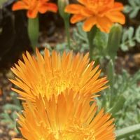 マリーゴールド,松葉菊,花壇の花,花のある暮らし❤の画像