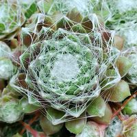センペルビブム属,センペルビウム,センペルビヴム,観葉植物,紅葉する多肉の画像