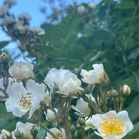 ノイバラ,ノイバラ,バラ,白い花,薔薇♪の画像