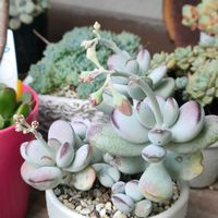 ふっくら娘,福だるま,多肉植物,コチレドン ,多肉大好きの画像