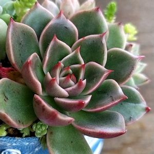 エケベリア ルドルフ,多肉植物,エケベリア属,多肉のある暮らし,植中毒の画像