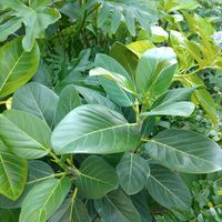 フィカス ベンガレンシス,観葉植物,ダイソー,熱帯植物,フィカス属の画像