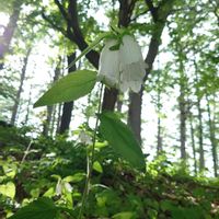 ホタルブクロ,山野草,野草,雄性先熟,雌雄異熟の画像