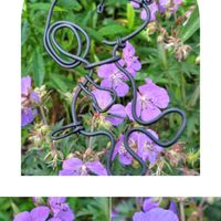 ゲラニューム青系,ゲラニューム,庭パト,チームスヌー,毎月2日はスヌーピーの日の画像