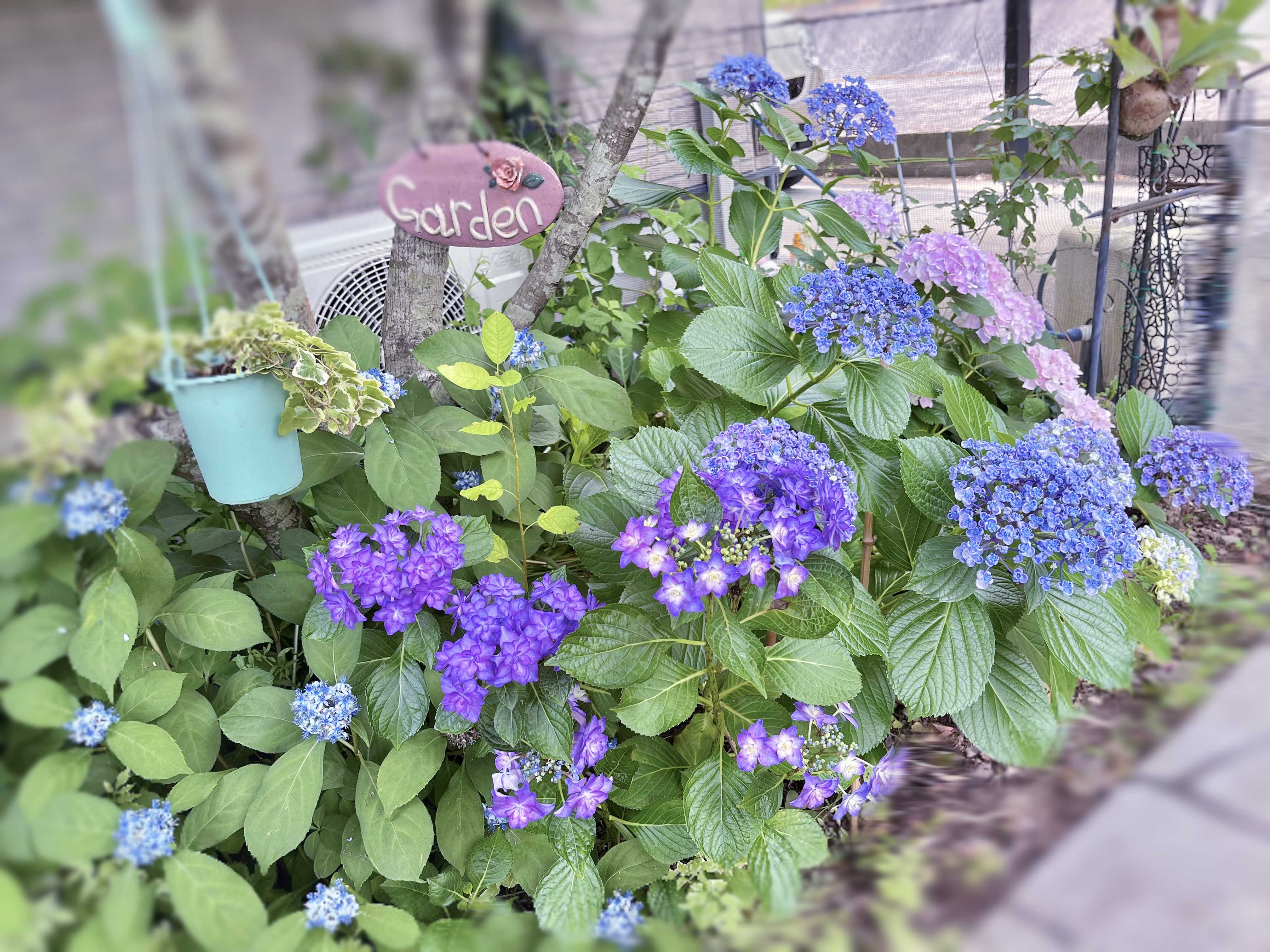 ビカクシダの森