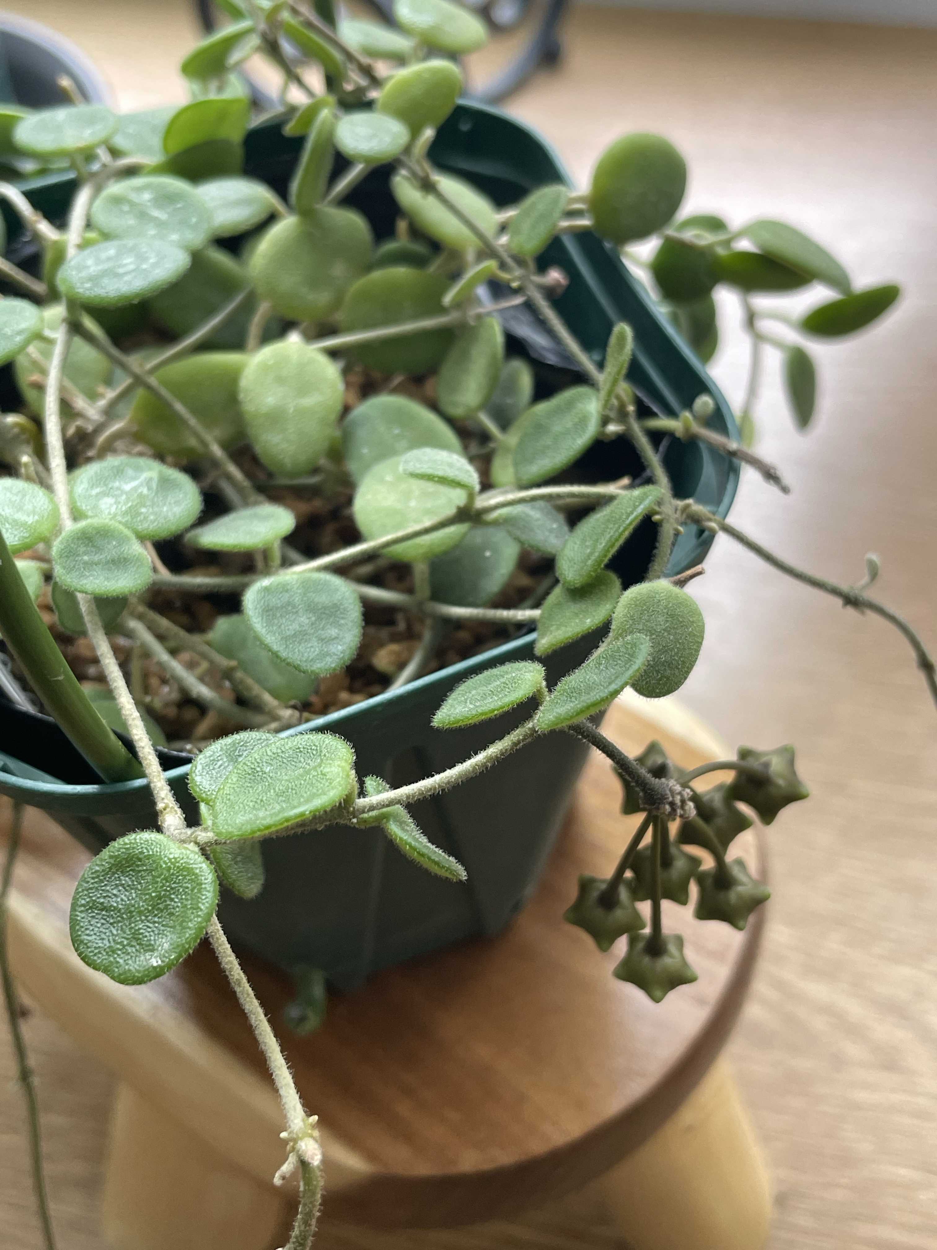 ホヤ セルペンスの一覧｜🍀GreenSnap（グリーンスナップ）