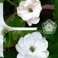 アラビアンジャスミン,茉莉花,小さな花,香る花,SDGsの画像