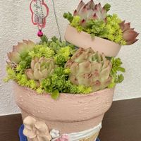 セダム,多肉植物,多肉植物寄せ植え,エケベリア属,初挑戦の画像