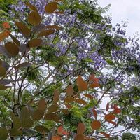 ジャカランタの画像