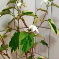 ドクダミ,白い花,おでかけ先,斑入りの葉の画像