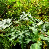 アグラオネマ,シダ,リュウビンタイ,ナガサキシダ,ドリオプテリスの画像