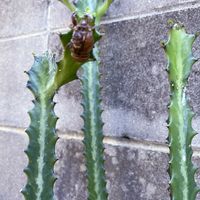 ユーフォルビア・ラクテア,多肉植物,ガーデニング,ドライガーデンの画像