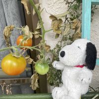 トマト,パプリカ,アオジソ, 中玉トマト,青じその画像