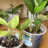 マランタ・レウコネウラ,マランタ,観葉植物,ハイドロカルチャー,クズウコン科 の画像