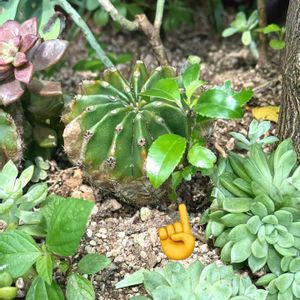 サボテン,短毛丸,多肉植物,地植え,珍奇植物の画像